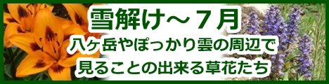八ヶ岳やぽっかり雲の周辺で見ることのできる草花たち