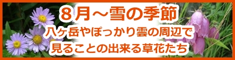 八ヶ岳やぽっかり雲の周辺で見ることのできる草花たち