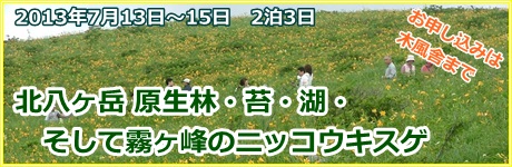 北八ヶ岳 原生林・苔・湖・そして霧ヶ峰のニッコウキスゲ