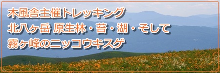 木風舎主催トレッキング北八ヶ岳 原生林・苔・湖・そして霧ヶ峰のニッコウキスゲ