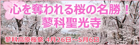 蓼科聖光寺桜まつり