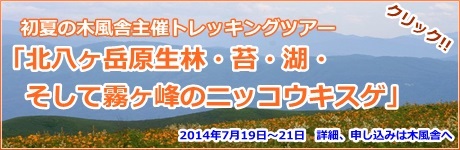 北八ヶ岳 原生林・苔・湖・そして霧ヶ峰のニッコウキスゲ