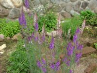 八ヶ岳周辺の草花たち