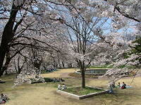 4/20 運動公園の桜