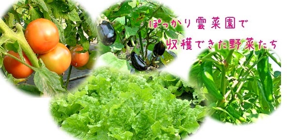 キッチンハウスで収穫できる野菜たち